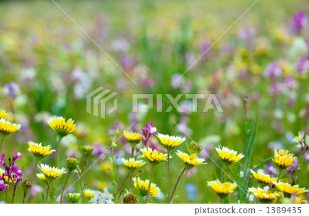 五顏六色的花園（Tamagotchiro napakuku） 1389435