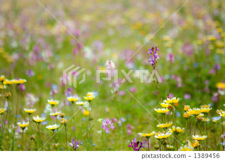 七彩花園（軟圖像） 1389456