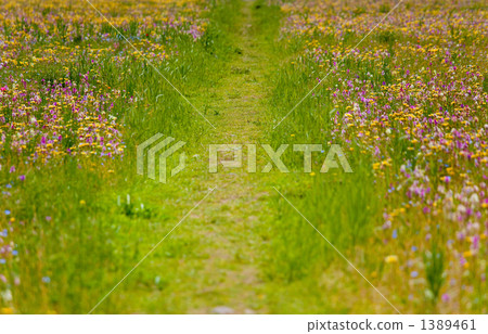 花包裹的堤壩1 1389461