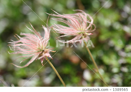 aleutian avens, geum pentapetalum, white horse 1389565