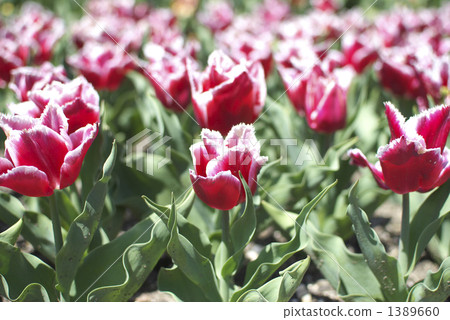 Tulip (Canastar) Tulip (Canastar) 1389660
