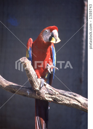 Inco of the Honolulu Zoo Inco of the Honolulu Zoo 1389743