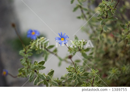 藍色雛菊 1389755