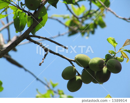 梅花(冬至李子) 梅花(冬至李子) 1389914