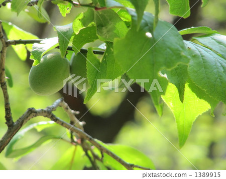 梅花(冬至李子) 梅花(冬至李子) 1389915
