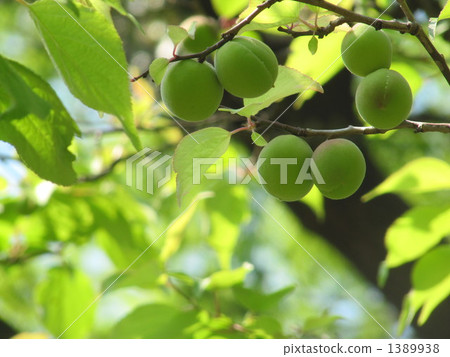 梅花(Bungo Plum) 梅花(Bungo Plum) 1389938