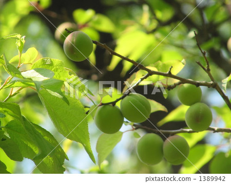 梅花（Bungo Plum） 1389942