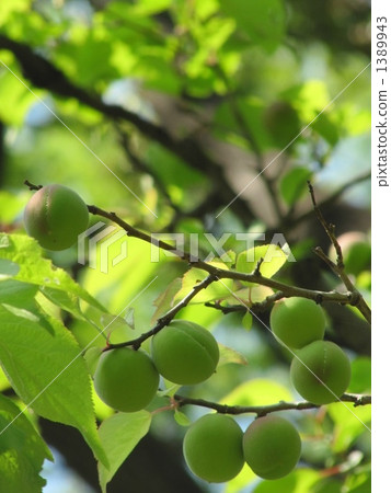 Plum (Bungo Plum) 1389943