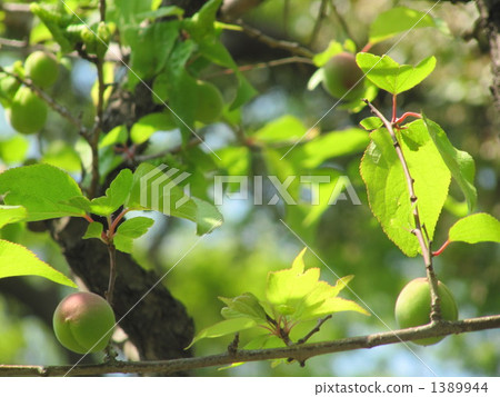 梅花(Bungo Plum) 梅花(Bungo Plum) 1389944