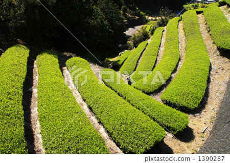 梯田 1390287