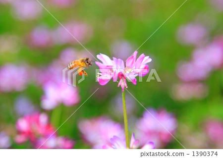 圓形的草和蜜蜂 圓形的草和蜜蜂 1390374