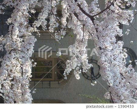 在Ookayama的櫻花 在Ookayama的櫻花 1390433