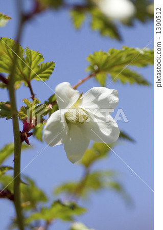 懸鉤子 花朵 花 1390512