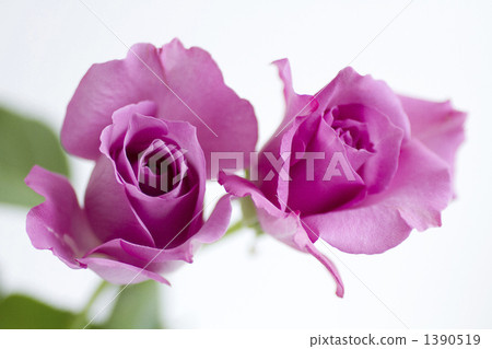 Rose · Purple Rain 1390519