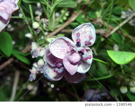 Akabi's female flower putting a purple fruit in autumn Akabi's female flower putting a purple fruit in autumn 1390546