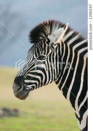 Chapman zebra Chapman zebra 1390547