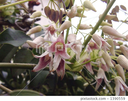 Muve imparts delicious fruit in autumn 1390559