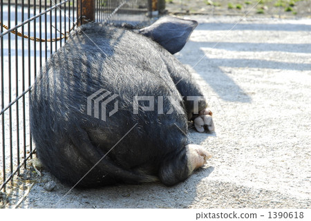 back view, tail, pig 1390618