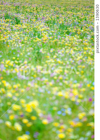 Flower garden of colorful gentle image (Front blur) 1390630