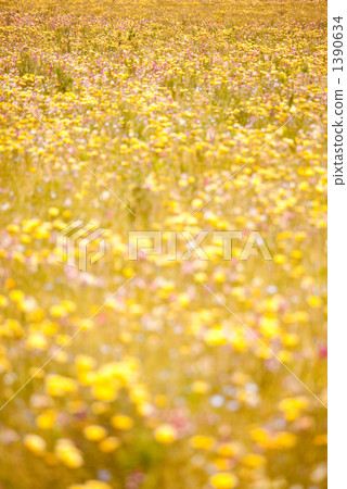 五顏六色的花園 - 前模糊（懷舊風格） 1390634