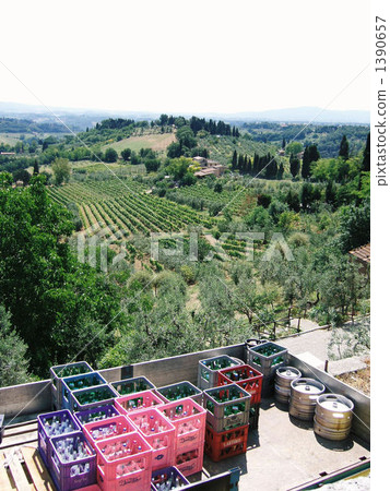 意大利橄欖樹林 意大利橄欖樹林 1390657