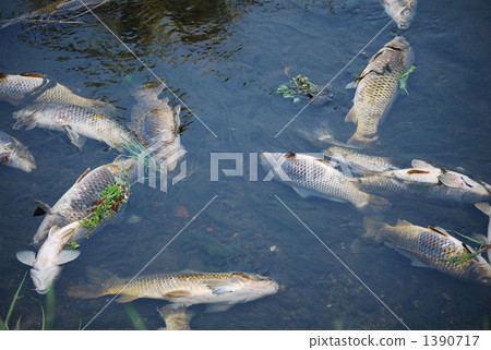 由於水質惡化導致死魚 1390717