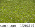 小麥 原野 田地 1390815