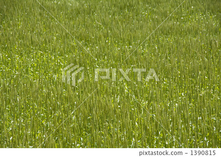 小麥 原野 田地 1390815