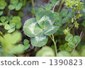 四葉草 三葉草 綠色 1390823