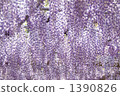 紫藤花架 紫藤 紫色 1390826