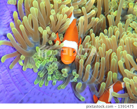 Clown anemonefish and sea anemones Clown anemonefish and sea anemones 1391475