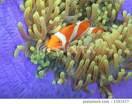 Clown anemonefish and sea anemones Clown anemonefish and sea anemones 1391477