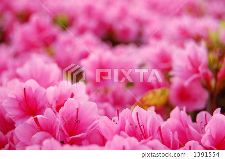 One side of pink azalea, horizontal composition 1391554