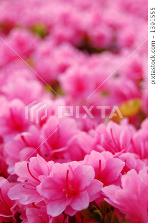 粉紅色杜鵑花的一面，垂直構圖 1391555