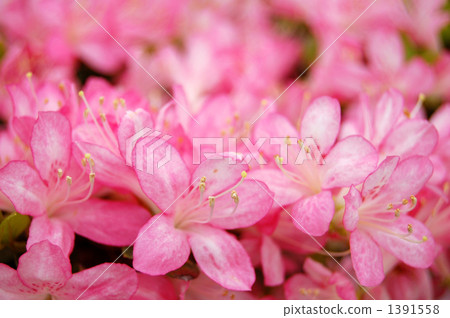 Kurume azalea, Maiden's dance 1391558
