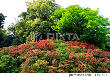 Kurume azalea, logs, natural treasure 1391561