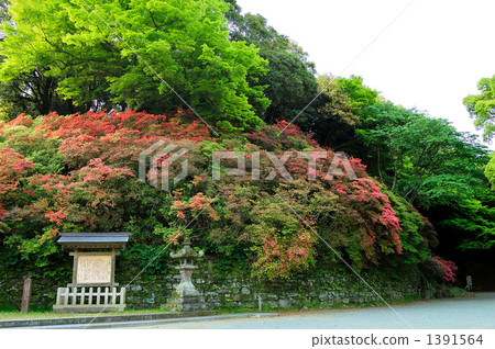久留米杜鵑花木和石牆 1391564
