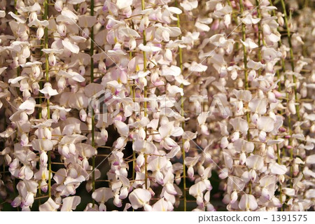 在Shiraishi盲目 1391575