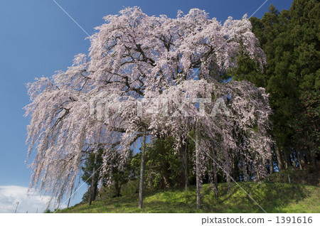 Weeping cherry blossoms at the battlefield 1391616
