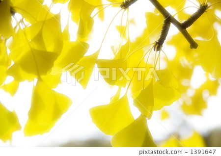 Ginkgo biloba Ginkgo biloba 1391647