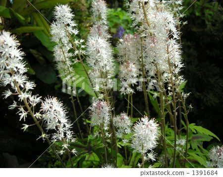漂亮的tiarella 1391684