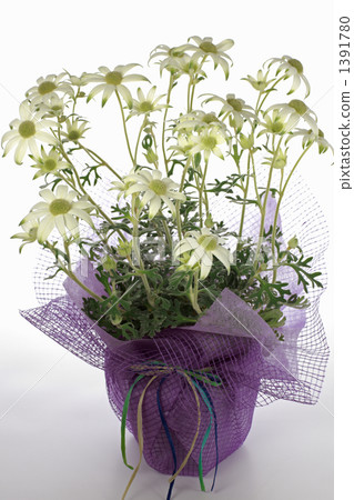 法蘭絨白色 法蘭絨白色 1391780