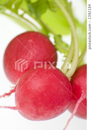 Radish Radish 1392184