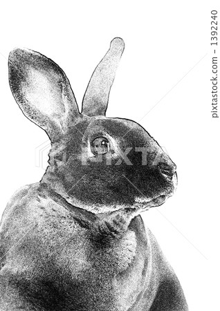 一隻兔子 1392240