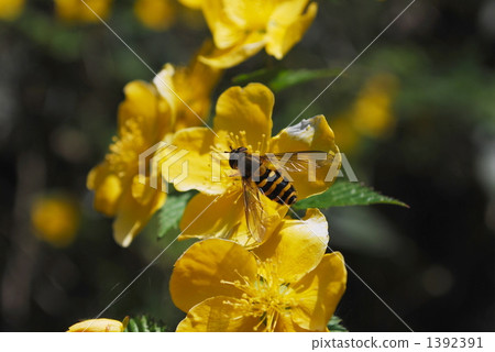 Invited by Yamabuki 1392391