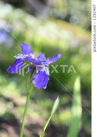 Iris Iris 1392407