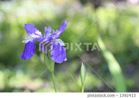鳶尾花 鳶尾花 1392413