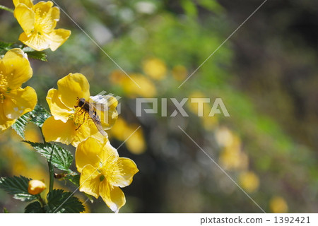 Yamabiki聞到春天的味道 Yamabiki聞到春天的味道 1392421