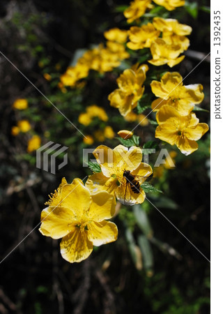 Spring Song 1392435