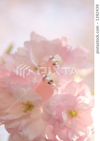 French Nail with Stone and Fluffy Pink Yaezakura French Nail with Stone and Fluffy Pink Yaezakura 1392439
